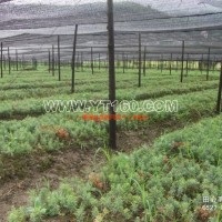 南方紅豆杉苗