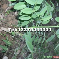 速生國槐成品苗