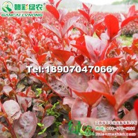 日本紅葉喬木紫薇