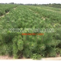 樟子松營養(yǎng)缽苗