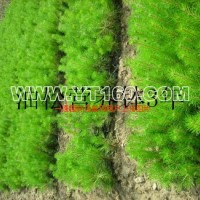 油松營(yíng)養(yǎng)缽苗