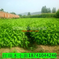 紅瑞木小苗