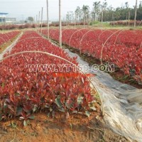 紅葉石楠扦插苗