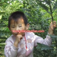 速生國槐成品苗、半成品