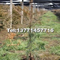 紅豆杉綠化地苗