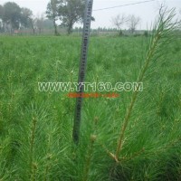 樟子松營養(yǎng)缽苗