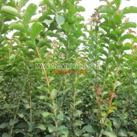 紅花紫薇扦插苗