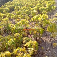 金葉復(fù)葉槭