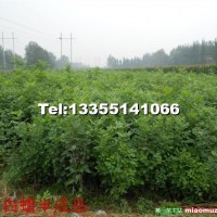 白蠟小苗半成品