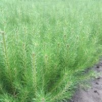 樟子松營養(yǎng)杯苗