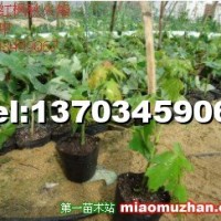 美國(guó)紅楓秋火焰