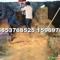 窖藏法桐扦插條