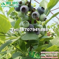 陽光藍（兔眼藍莓）