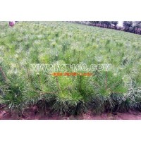 樟子松營養(yǎng)缽苗