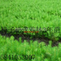樟子松營(yíng)養(yǎng)缽苗