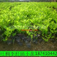 紫葉稠李扦插苗