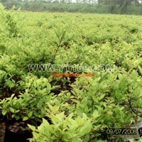 金森女貞容器苗