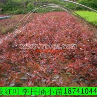 密枝紅葉李小苗