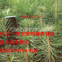 營養(yǎng)袋油松苗