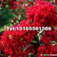 美國(guó)紅火箭紫薇扦插小苗