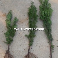 曼地亞紅豆杉小苗