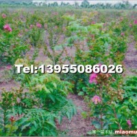 美國(guó)紅葉紫薇