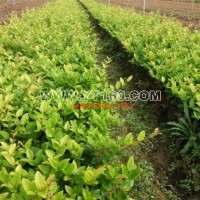 金森女貞扦插苗