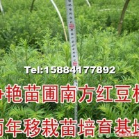 南方紅豆杉