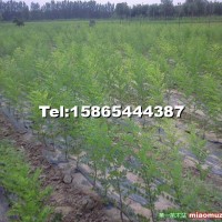 速生國(guó)槐小苗(半成品悶子)