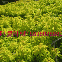 金葉復(fù)葉槭小苗