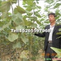 毛白楊小苗