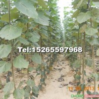 窄冠楊當(dāng)年苗