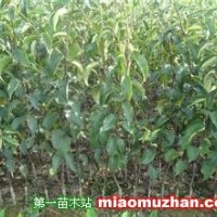梨樹苗