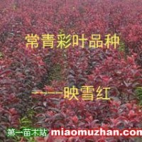 常青彩葉映雪紅