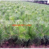 樟子松營養(yǎng)缽苗