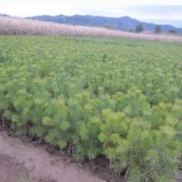 樟子松營養(yǎng)杯苗