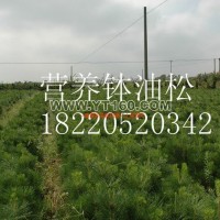 營養(yǎng)缽油松