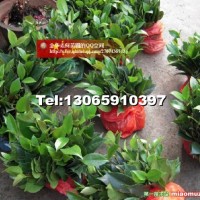 六角大紅茶花小苗