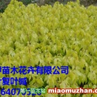 金葉復(fù)葉槭