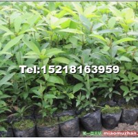 金絲楠木苗
