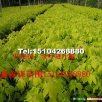 金葉復(fù)葉槭