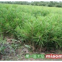 白皮松小苗