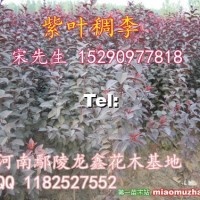 紫葉稠李