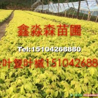 遼寧金葉復(fù)葉槭價(jià)格