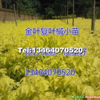 金葉復葉槭小苗