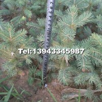 云杉營(yíng)養(yǎng)缽苗