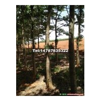 滇樸樹（刨果樹）