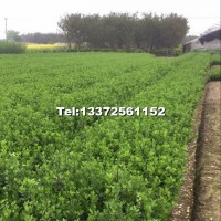 大葉黃楊色快苗數(shù)量20萬