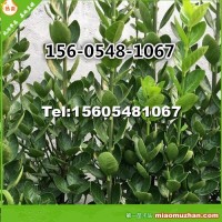 叢生北海道黃楊