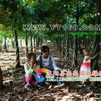 發(fā)財(cái)樹盆景